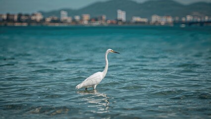 Majestic Egret Standing Tall in Tropical Marsh