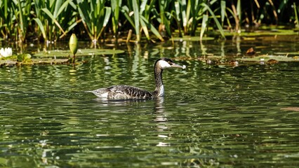 Obraz premium Crested grebe engaged in fishing on a calm lake