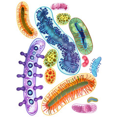 Colorful micro-organisms in various shapes and sizes.  Complex cell structures and detailed, vibrant outlines