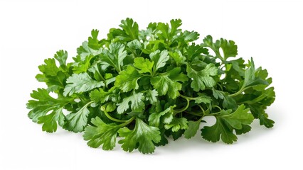 Obraz premium Bright green cilantro herb with fresh serrated foliage