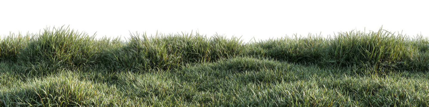 Lush green grass field (15)