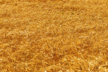 Wide view of a golden wheat field ready for harvest, glowing under the sunlight and symbolizing abundance and agriculture.