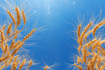 Upward view of golden wheat stalks framing a bright blue sky with sunlight, symbolizing harvest, growth, and natural abundance.