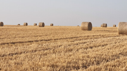 Fototapeta premium Round hay bales scattered across dry harvested field under clear sky. Agricultural landscape with straw rolls. Farming and harvest concept