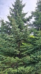 spruces against a blue sky, coniferous evergreen trees with a beautiful crown
