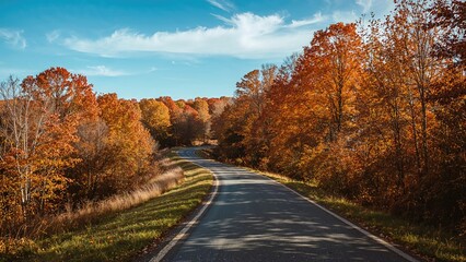 Countryside lane lined with leafy trees
