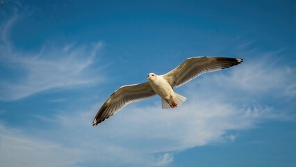 Obraz premium Flying seabird in the sky