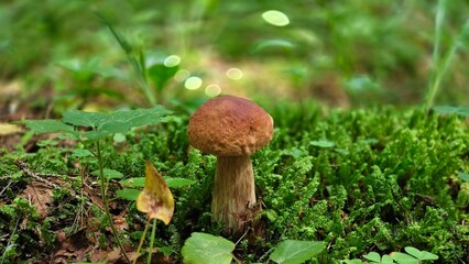 Boletus mushroom in the summer forest 