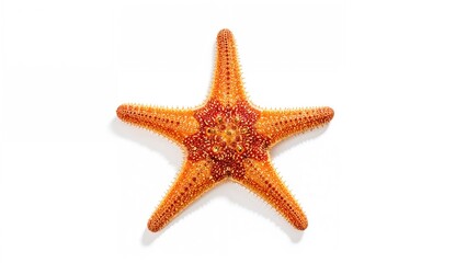 Starfish on a plain white backdrop