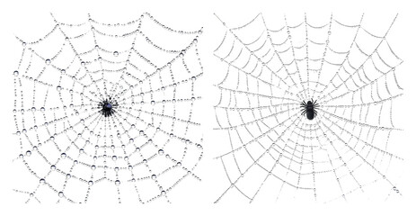 Detailed Close-Up of Two Intricate Spider Webs in Nature, PNG bundle collection, Isolated on Transparent Background