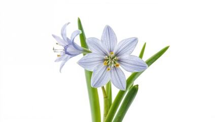 Close-up of a single Scilla flower against a white backdrop