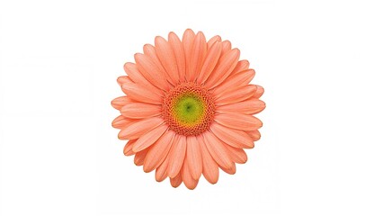 Single Peach Gerbera Daisy on White Background with Clipping Path