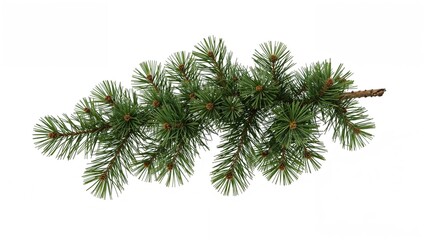 Lone pine branch displayed on white