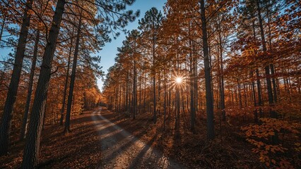 Fototapeta premium Autumnal pine trees lining a forest road bathed in golden light