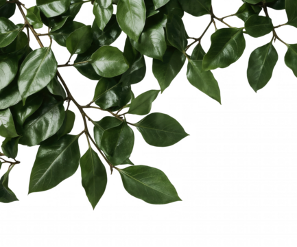 Lush Magnolia Foliage Displaying Fresh Green Leaves in a Close-Up, High-Resolution Stock Photo with Detailed Textures