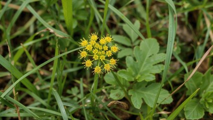 Springtime coltsfoot blossom surrounded by greenery, symbolizing health and natural beauty