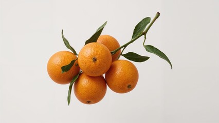 Fresh mandarins growing on a tree with a plain white backdrop