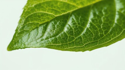 Close-up of a sweet pepper leaf on a plain background