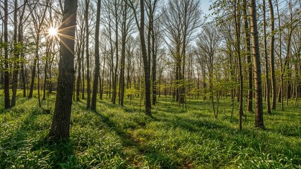 Obraz premium Vibrant forest scene glowing under morning rays during spring.