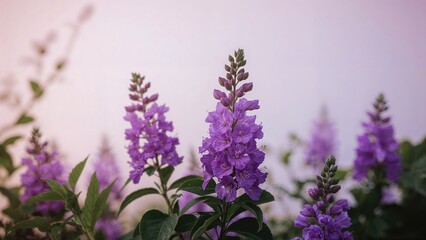 Focused shot of purple Angelonia blooms surrounded by a muted lilac garden scene