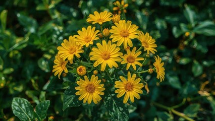 Bright yellow petals of Gazania rigens flowers thriving in summer greenery