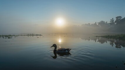 Naklejka premium Solitary duck gliding over a serene lake at dawn with misty atmosphere. Premium photograph