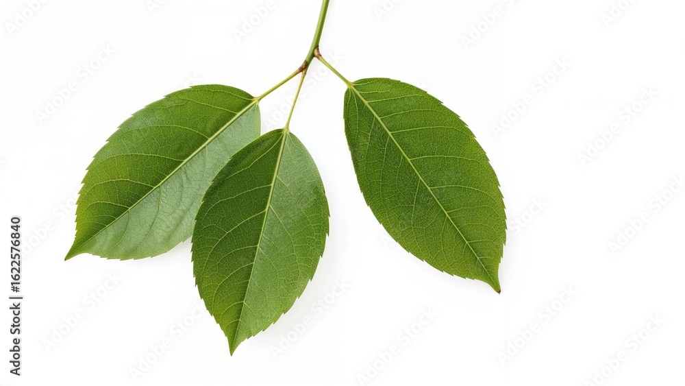 Poster collection of isolated cherry leaves on a plain background with clipping path. complete focus throug
