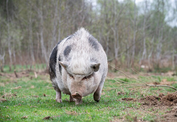 baby goat in the grass