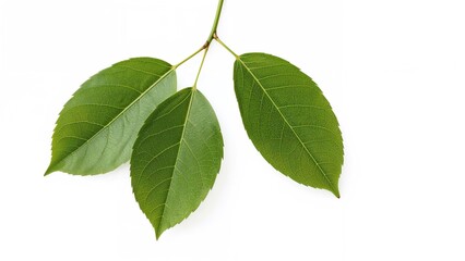 Fototapeta premium Collection of isolated cherry leaves on a plain background with clipping path. Complete focus throughout.