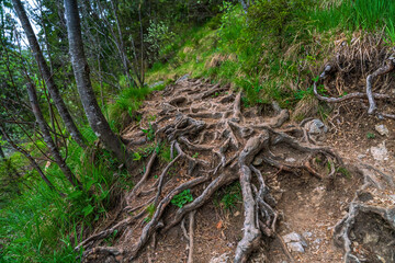 Bavarian hiking path along to the top of the Herzogstand peak and I noticed several tree roots along the path which can be a dangerous trap during hiking
