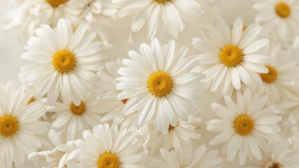 Chamomile blossoms softly fluttering in the breeze, suited for skincare uses. Slow motion video.