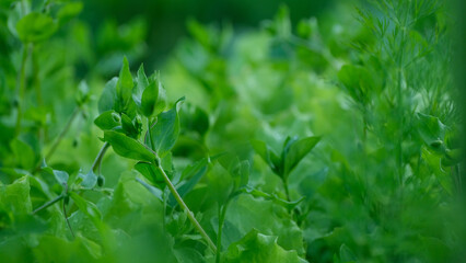 Fresh green leaves in spring garden, natural organic plant foliage background 