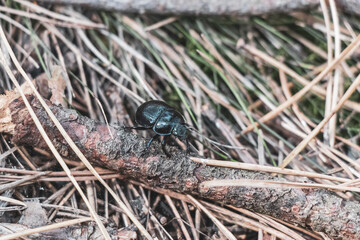 Dark blue dung beetle crawling on forest floor and branch.