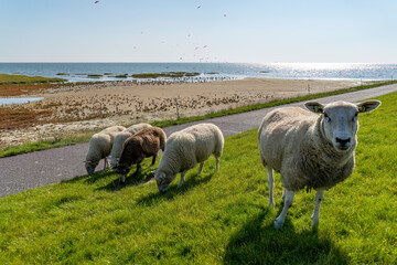 Curious sheep keep the grass short on the dike of Terschelling, near a large group of birds