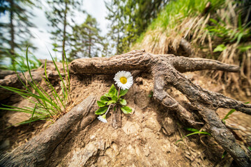Bavarian hiking path along to the top of the Herzogstand peak and I noticed several tree roots...