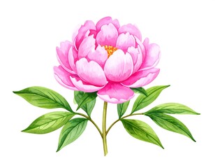 Watercolor Illustration of a Pink Peony Flower Blossom with Green Leaves