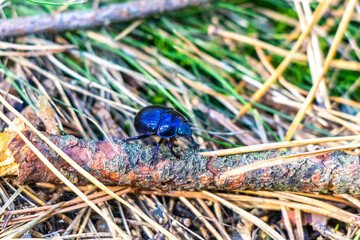 Dark blue dung beetle crawling on forest floor and branch.