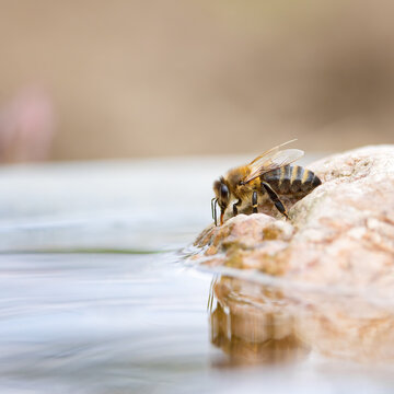 water

