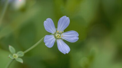 Extreme Close-up of a Fine Speedwell Flower