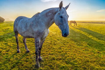 The newly risen sun burns through the morning mist and gives this white horse on the island of Terschelling a fairytale appearance