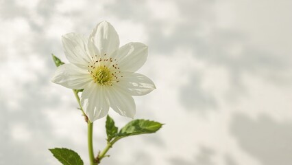 Isolated White Flower Embracing Spring