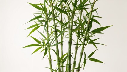 Obraz premium Feng shui practitioners prize the golden bamboo plant as a symbol of good fortune.