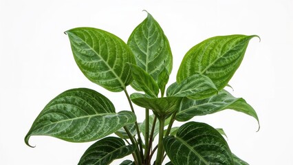 Obraz premium Known as the chameleon plant, Plu Kaow shows green leaves with a white background