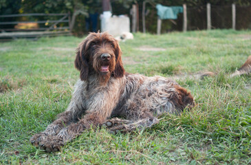A shaggy Drathaar. Portrait. Wide shot.
