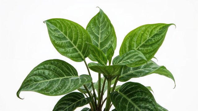 Known as the chameleon plant, Plu Kaow shows green leaves with a white background