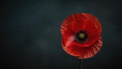 Floral tribute with poppies. Background dedicated to honoring memory.