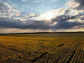 Top-down perspective of a blooming sunflower field under a partly cloudy blue sky, highlighting...