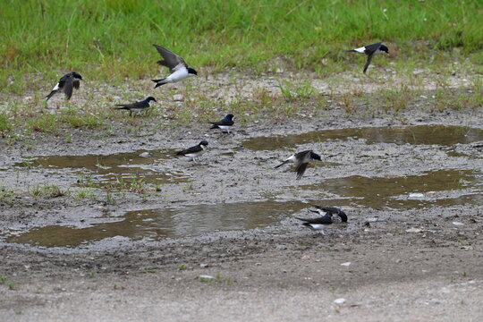 Mehlschwalben beim Sammeln von mit Nistmaterial	
