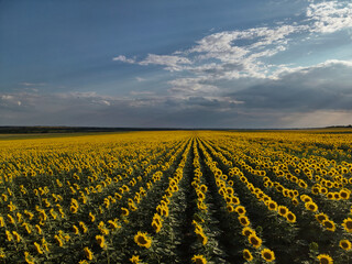 Bird’s-eye view captures a bright sunflower field beneath a serene sky with small clouds, split...