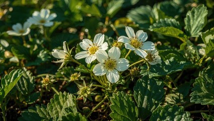 Garden Scene Featuring Strawberry Blossoms. Stock Picture